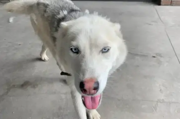 Найдена собака в Басманном районе, 10 утра