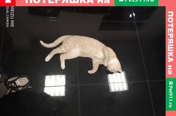 Рыжий кот найден на парковке ТЦ Румянцево