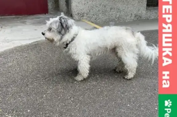 Найдена собака на улице Челюскинцев 26