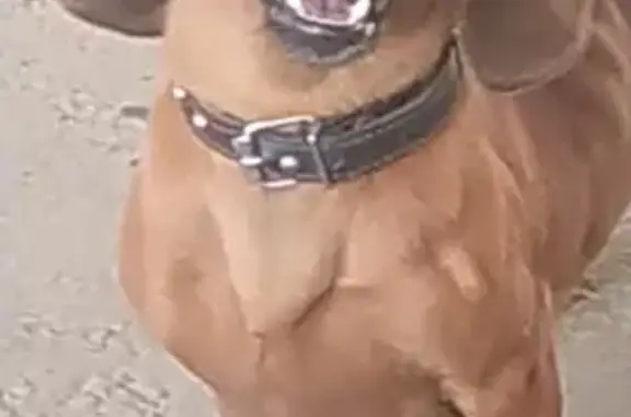 Собаки потеряшки, Тамбов, фото: Потеряшка собака Юкки на Рассказовском шоссе, Тамбов.