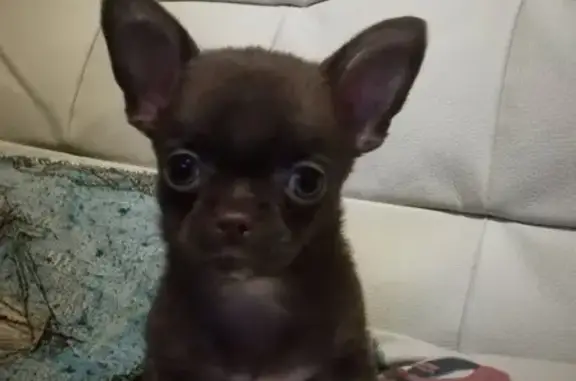 Собаки потеряшки, Санкт-Петербург, фото: Потеряшка собака в Санкт-Петербурге: м. Петроградская, угол Чкаловского и Левашевского пр., 26.07.2021.