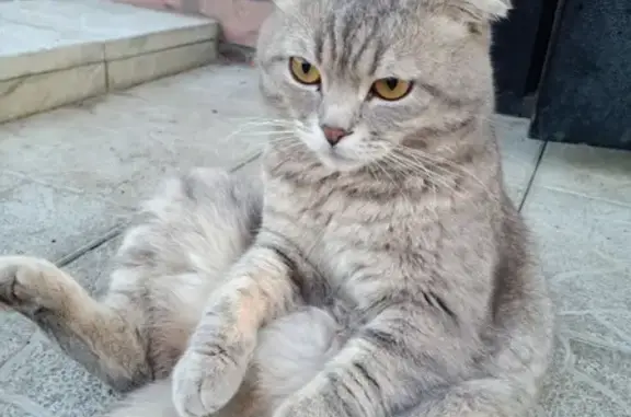 Пропала кошка Дымок в Никольском, Белгородская область