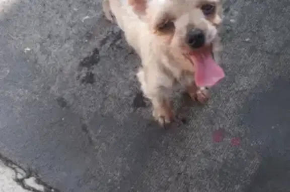 Найдена собака на Старо-Московской улице, Орёл