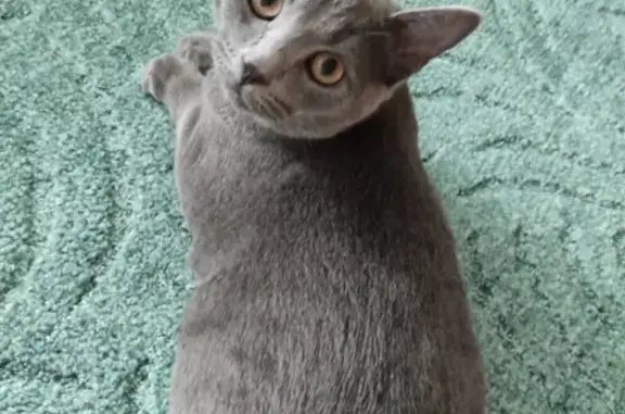 Кошки потеряшки, Альметьевск, фото: Потеряшка кошка на улице Пушкина, Альметьевск