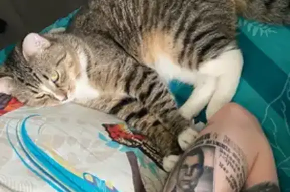 Кошки потеряшки, , фото: Потеряшка кошка с адресом на пр.авиаконструкторов 33, Петербург.