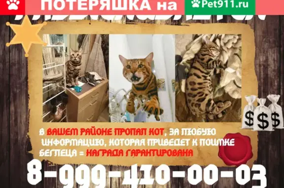 Кошки потеряшки, Ульяновск, фото: Потеряшка кошка на улице Декабристов, Ульяновск