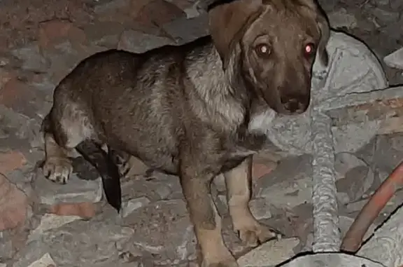 Найдена собака Помесь на углу Мурлычева и 18 линии