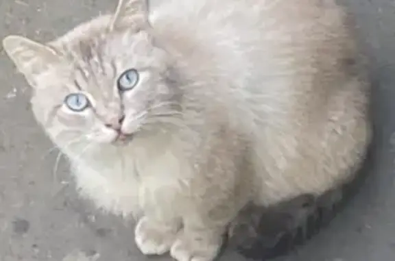 Найден пугливый котик возле дома 3 на улице Берзарина