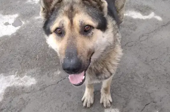 Найдена собака на спуске Ногина, Новосибирск