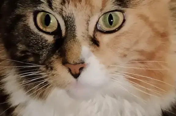 Кошки потеряшки, Москва, фото: Потеряшка кошка Мейн кун в СНТ «Дружба», Московская область.