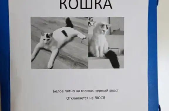 Кошки потеряшки, Санкт-Петербург, фото: Потеряшка кошка на Замшиной 9, Финляндский округ