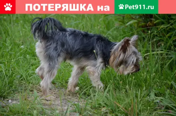 Собаки потеряшки, Нижневартовск, фото: Потеряшка собака Тошка между ТЦ Каньон и Космос