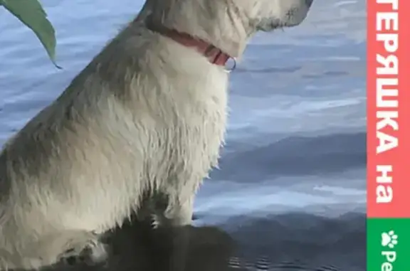 Пропала собака в Басманном районе Москвы