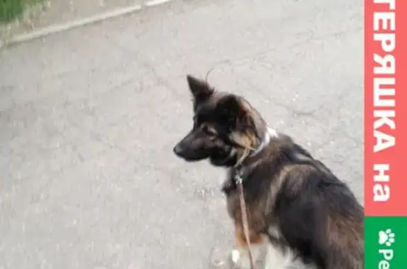 Пропала собака в Ангарске, ул. 40 лет Октября, 286 и 285-й квартал.