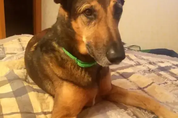 Собаки потеряшки, Санкт-Петербург, фото: Потеряшка собака в СНТ «Невское», вознаграждение гарантируем!