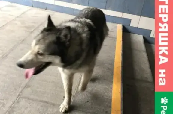 Собака найдена в метро Гонки, след от ошейника Казань 420017.