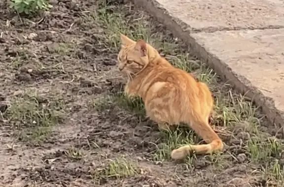 Объявления о пропавших и найденных животных, Энгельс, фото: Пропала кошка Грейс у СНТ Волжанка, Энгельс.