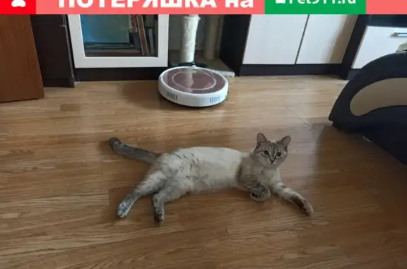 Пропала кошка Буся на улице Борисовка