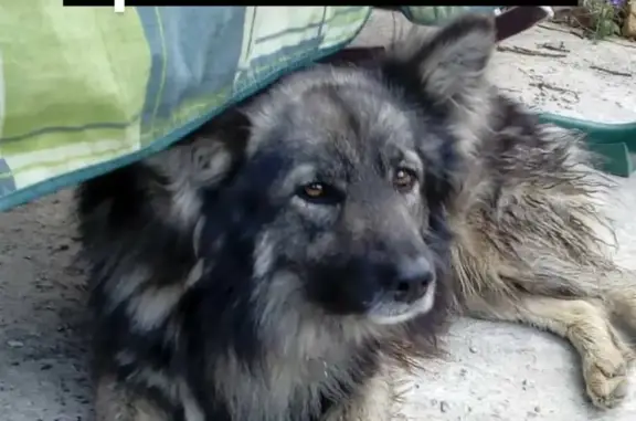 Пропала собака Норд на Озёрском шоссе, Московская обл.