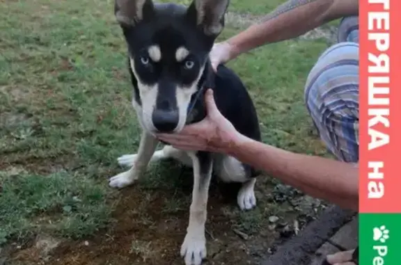 Найдена собака хаски в районе МегаАдыгея, Тахтамукайский район, Адыгея