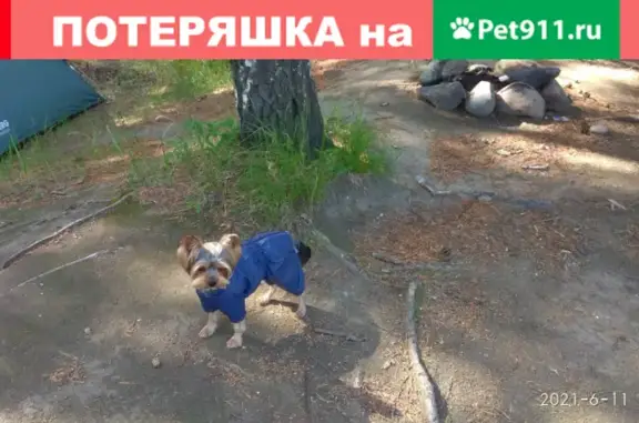 Собаки потеряшки, Нижневартовск, фото: Потеряшка собака Тошка в Нижневартовске, вознаграждение.