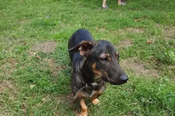 Найдена собака, Ростов-на-Дону, фото: Найдена собака в парке ДГТУ, ищет хозяина