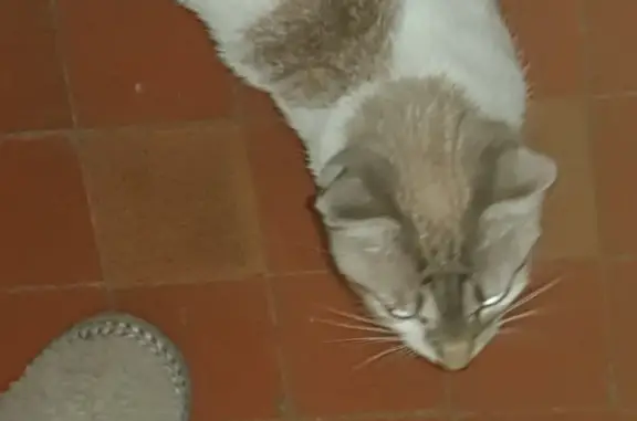 Найдена белая кошка на Бирюлевской, дом 13