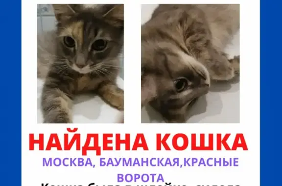 Кошка найдена на Садовой-Спасской, Москва