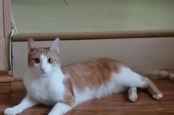 Кошки потеряшки, Железногорск, фото: Потеряшка кошка на ул. 60 лет ВЛКСМ, Железногорск, Красноярский край