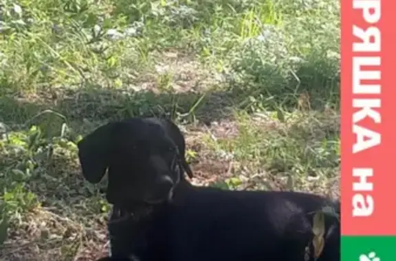 Собаки потеряшки, Чита, фото: Потеряшка собака Оскар на ул. Шилова в Чите