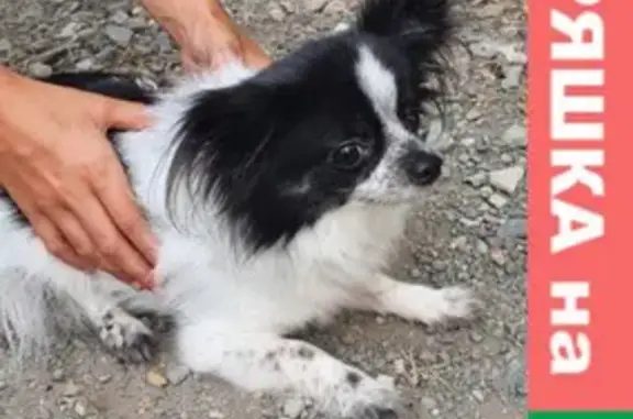 Найдена собака возле магазина в районе Борисенко