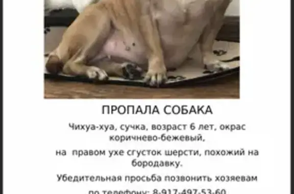 Пропала собака в СНТ ШОМЫРТ, Уфа, Башкортостан