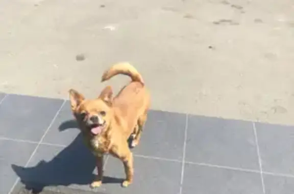 Найдена собака на площади В. И. Ленина