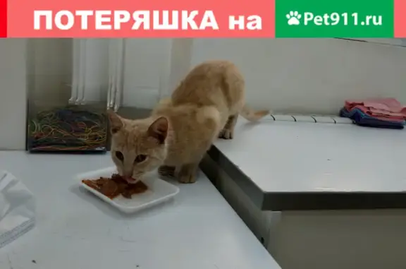 Найдена потерявшаяся кошка на Ленина, 10