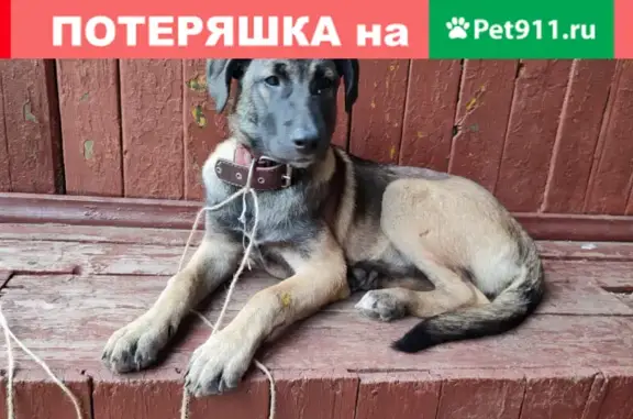 Найдена собака на МЦК Андроновка, ищем хозяев