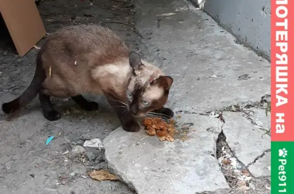 Найден спокойный кот на пр. Стачки, Ростов-на-Дону