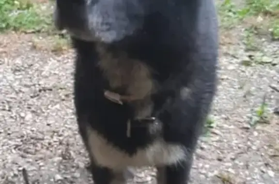 Найдена собака в Бехтеево, Московская область