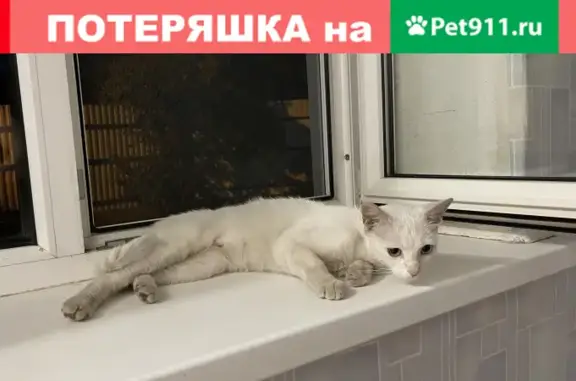 Найдена потерявшаяся белая кошка в Воронеже, ищем хозяина!