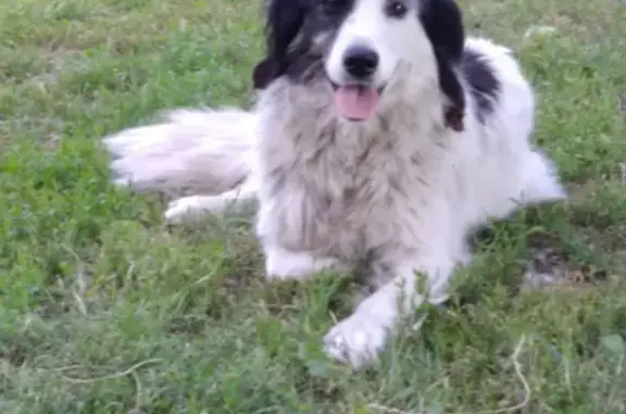 Найдена собака в Лебяженском сельсовете, Курская область