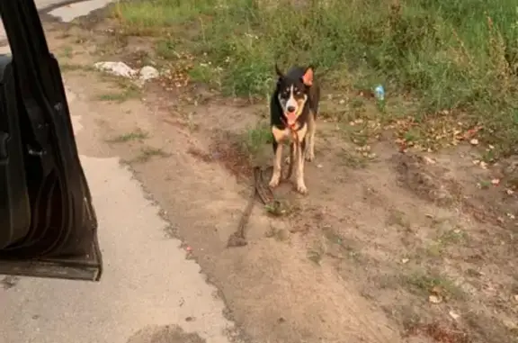 Найдена собака в ошейнике возле новых домов в Анкудиновке