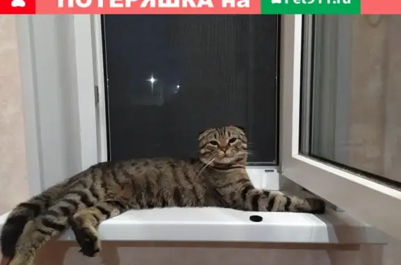 Пропал кот в Вербовском секторе: 25 Подболотская улица