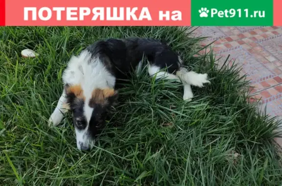 Найдена собака на улице Пушкина в Супсехе