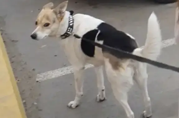 Пропала собака Джеси в Осташково, Омская область