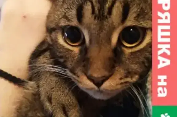 Кошки потеряшки, Санкт-Петербург, фото: Потеряшка кошка Шон с ул. Композиторов 33/5