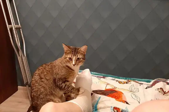 Кошки потеряшки, Санкт-Петербург, фото: Потеряшка кошка Банди на пр. Авиаконструкторов 33, Петербург