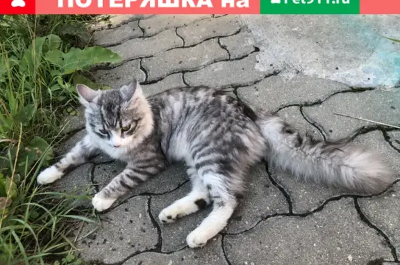 Найдена кошка на ул. Благовещенская, Красногорск