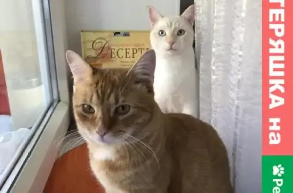 Потерянные животные Петрозаводск, фото: Пропала кошка и два кота, Петрозаводск, ул. Станционная