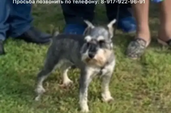 Пропала собака Барон в Пальцовке, Лаишевский район