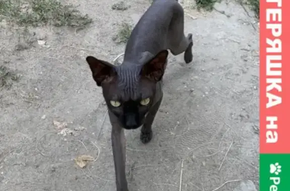 Найден кот в Широком Буераке, Саратовская область