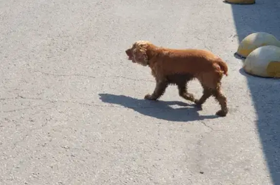 Найдена собака около ТЦ Коллаж, адрес: проспект Строителей, Пенза
